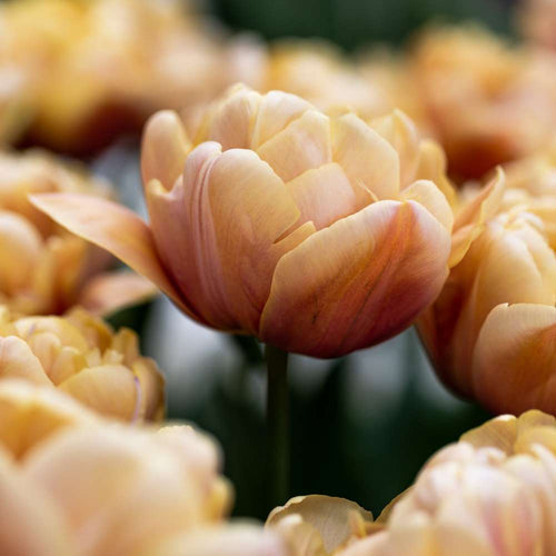 Förvara blomsterlökar och knölar rätt fram till plantering